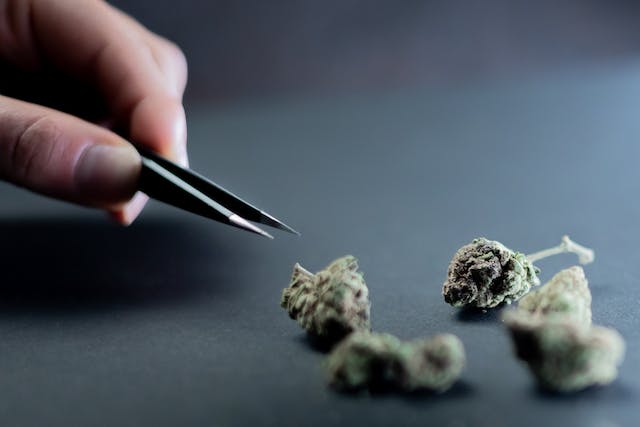 small nuggets of marijuana being picked up with tweezers